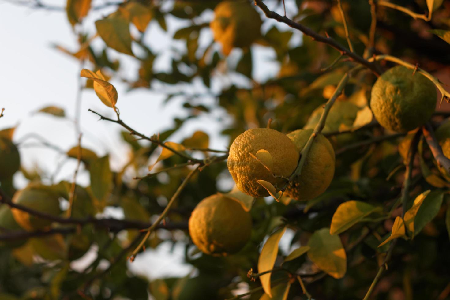 heure d'or du citronnier photo