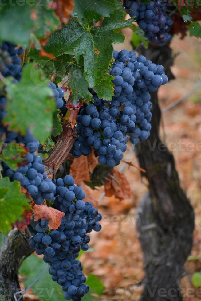 tir vertical de savoureux raisins mûrissant dans le vignoble par une journée sombre photo