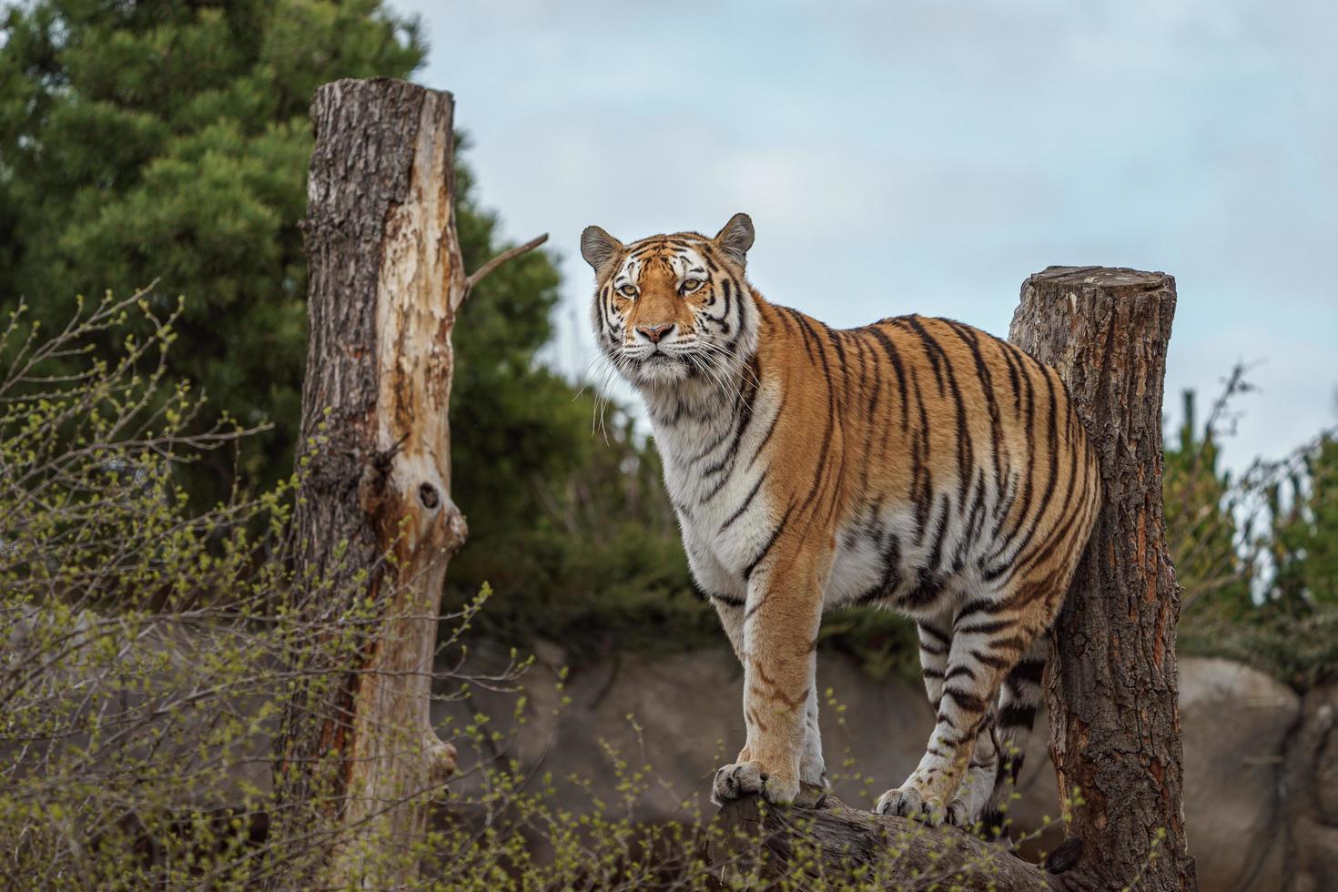 tigre de Sibérie au zoo photo