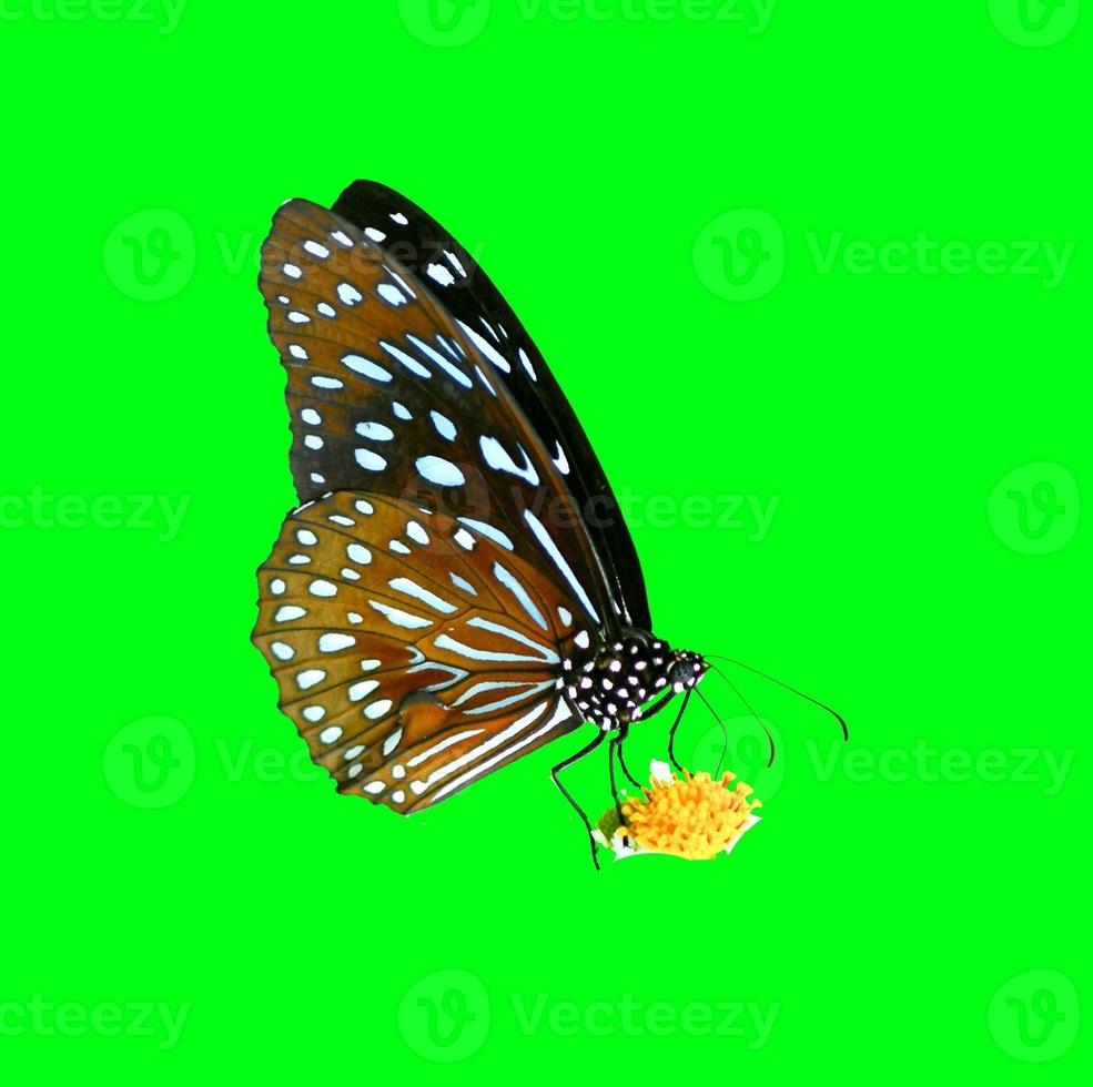 papillon en thaïlande sur un fond coloré avec un tracé de détourage photo