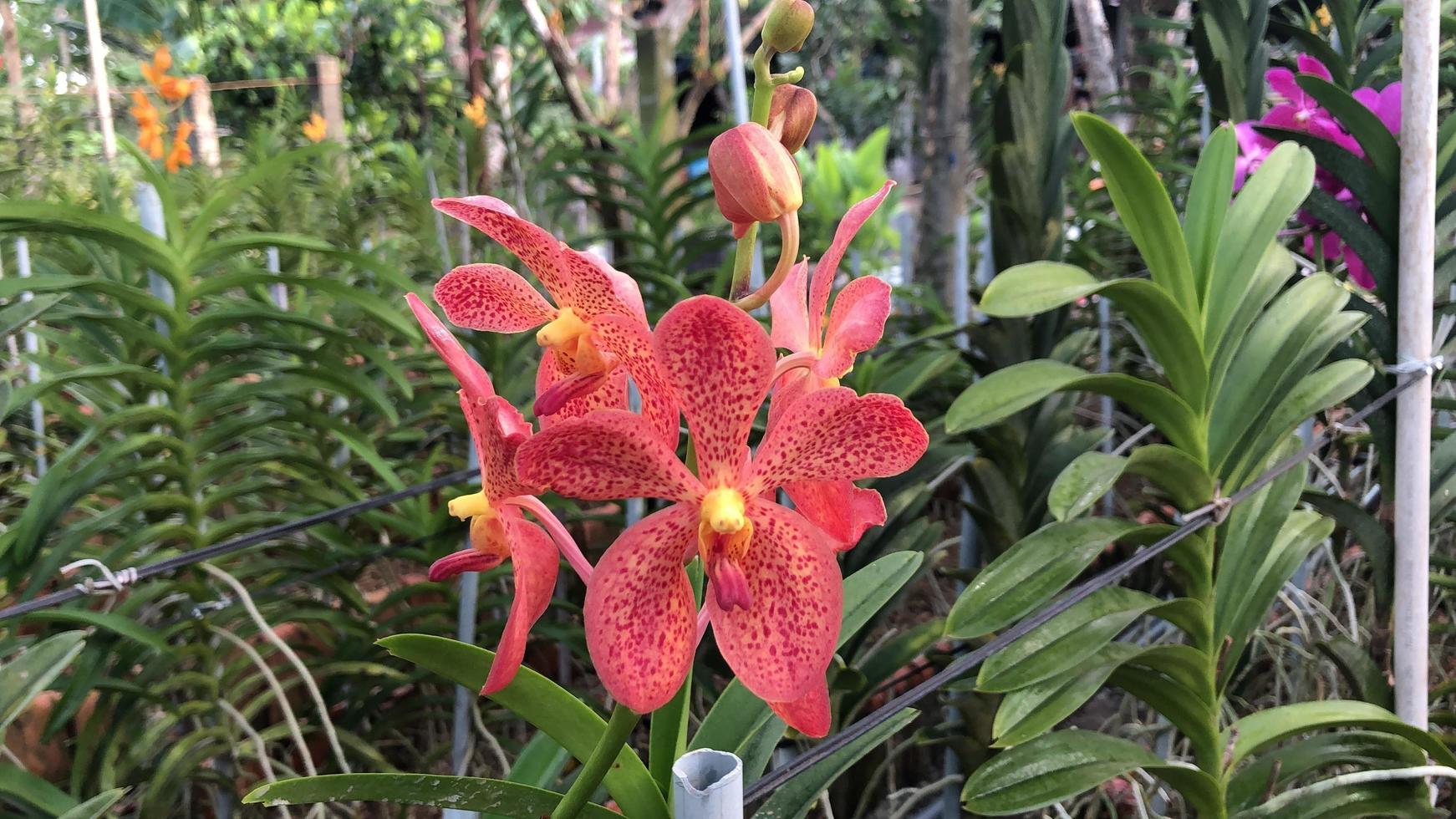 orchidée mokara dans le jardin photo gratuite