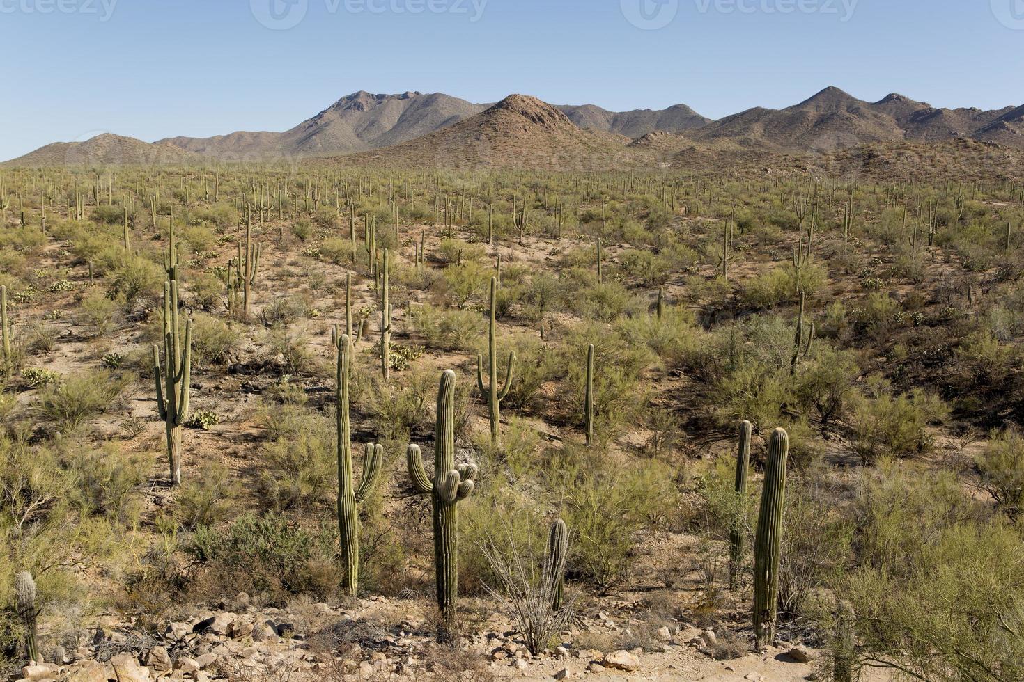 désert avec cactus saguaro photo