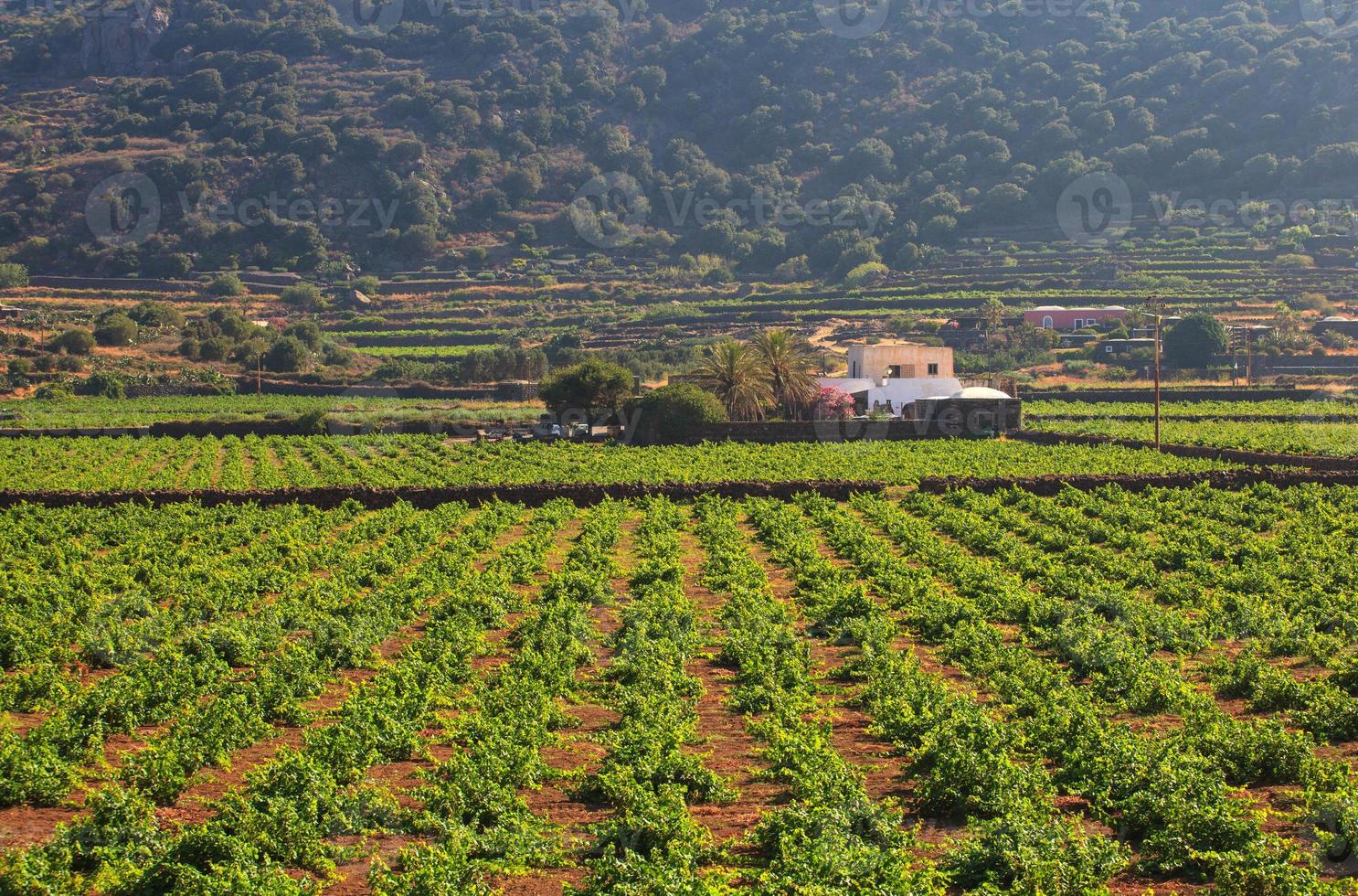 plantation, pantelleria photo