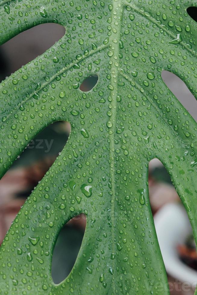 fond de feuilles vertes tropicales. notion d'été. photo