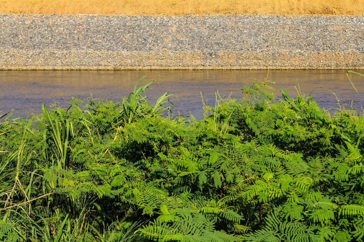 Mauvaises herbes des parois rocheuses côtières photo