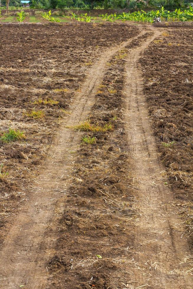 plantations de bananes en vrac sur la route photo