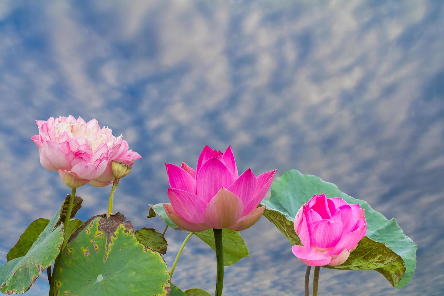 fleur de lotus fanée. photo