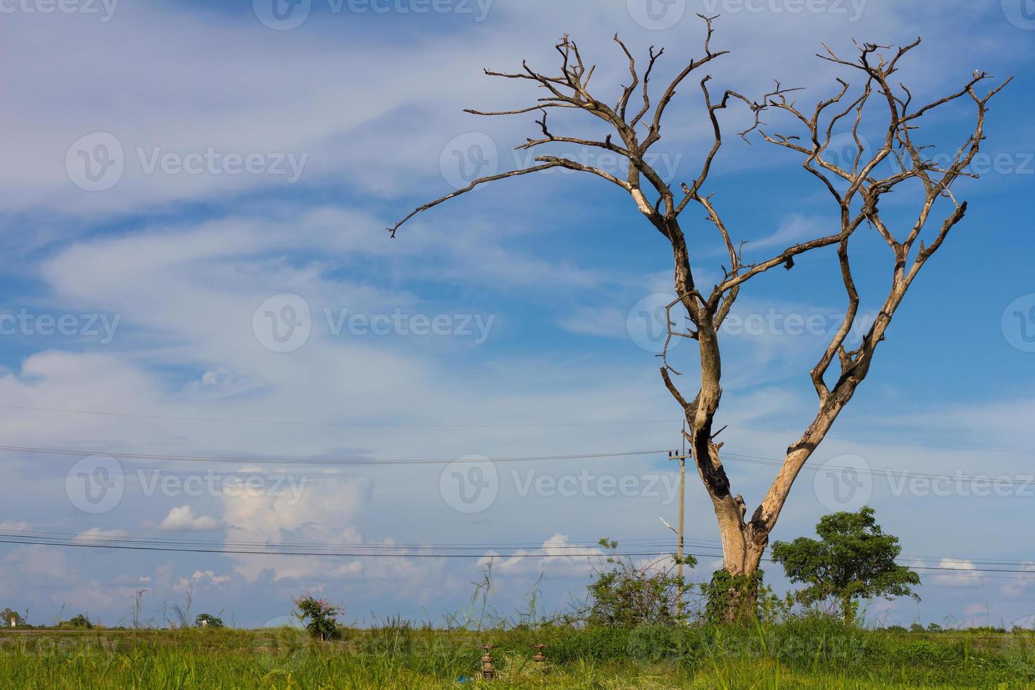 mort sèche des arbres nus photo