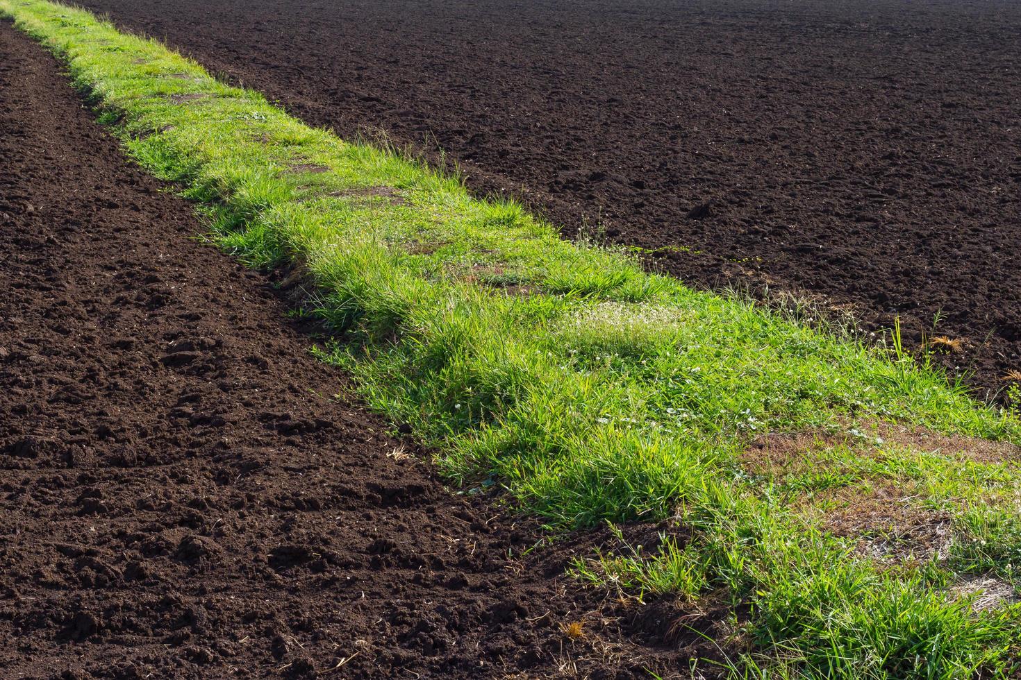 herbe de la route sur un sol fertile photo