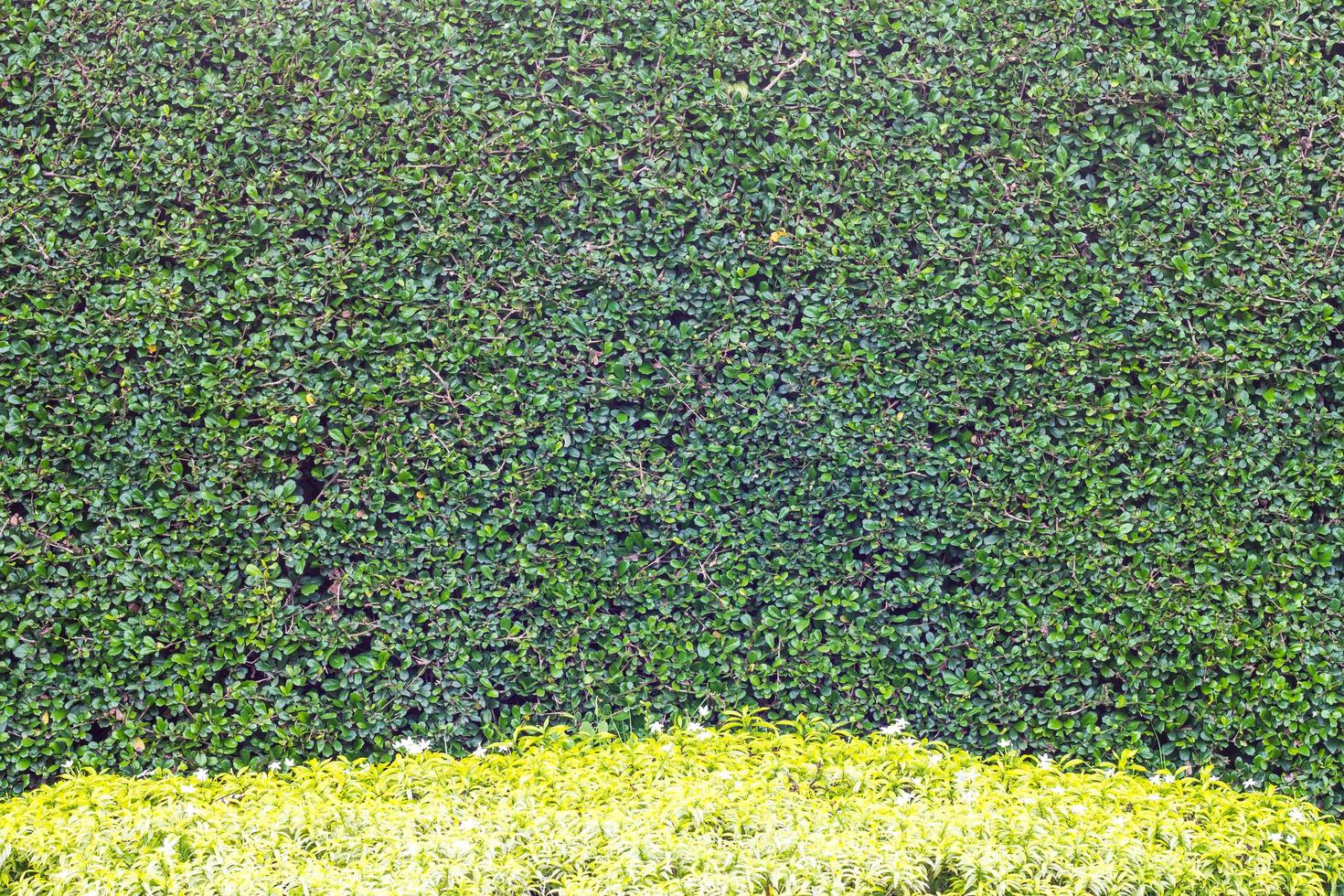 clôture de buisson rugueux siamois photo