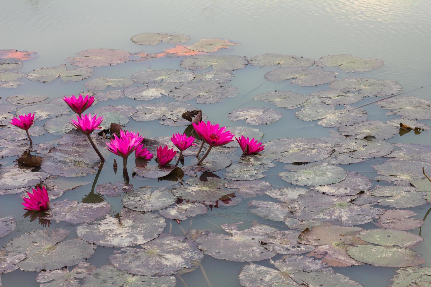 groupe de lotus dans l'eau. photo