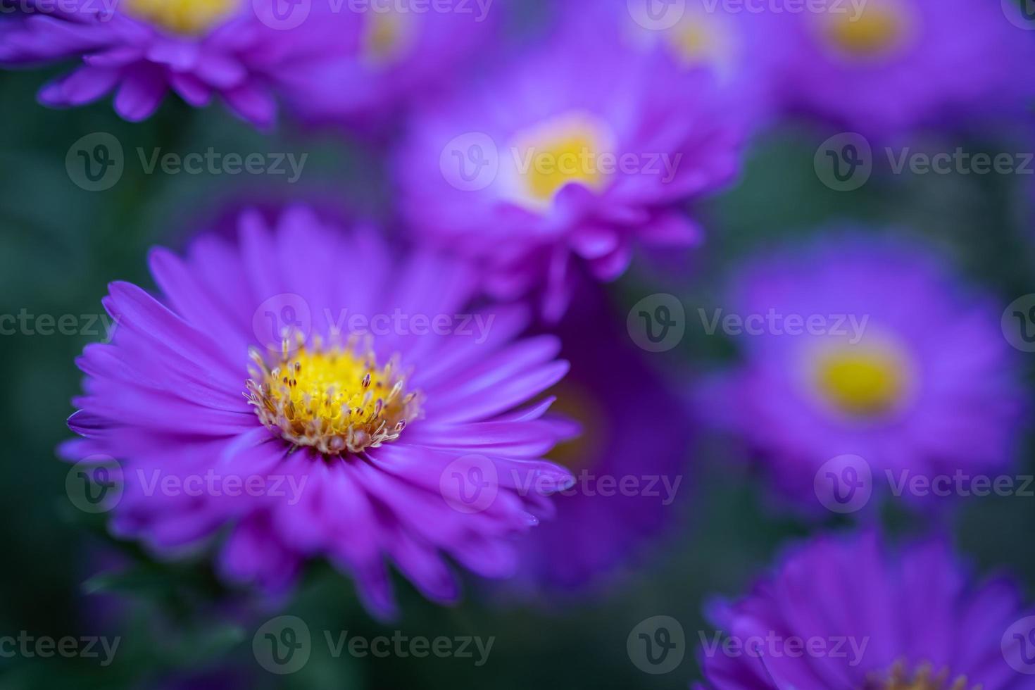 belles fleurs violettes dans le jardin de printemps sur fond de prairie floue. fleurs violettes de chrysanthème épanouies, feuillage frais. conception d'art de fleurs d'automne. fond de nature de rêve photo