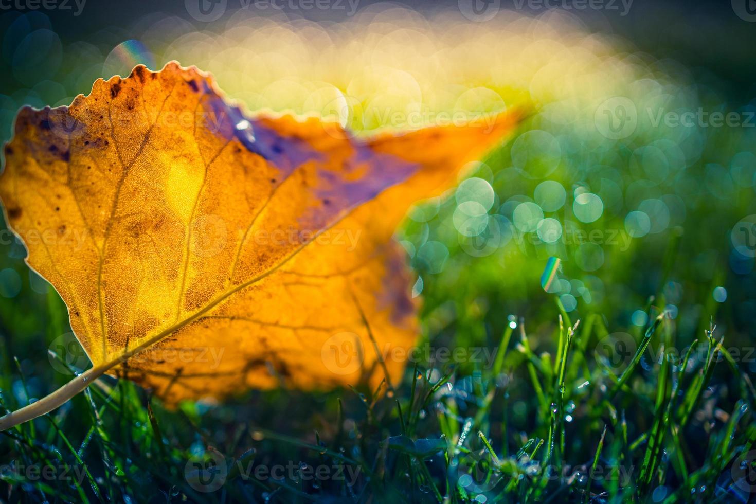 feuille d'oranger dans l'herbe verte. fond de concept de saison d'automne, beau gros plan d'automne. nature du temps d'automne, modèle automnal pour la conception photo