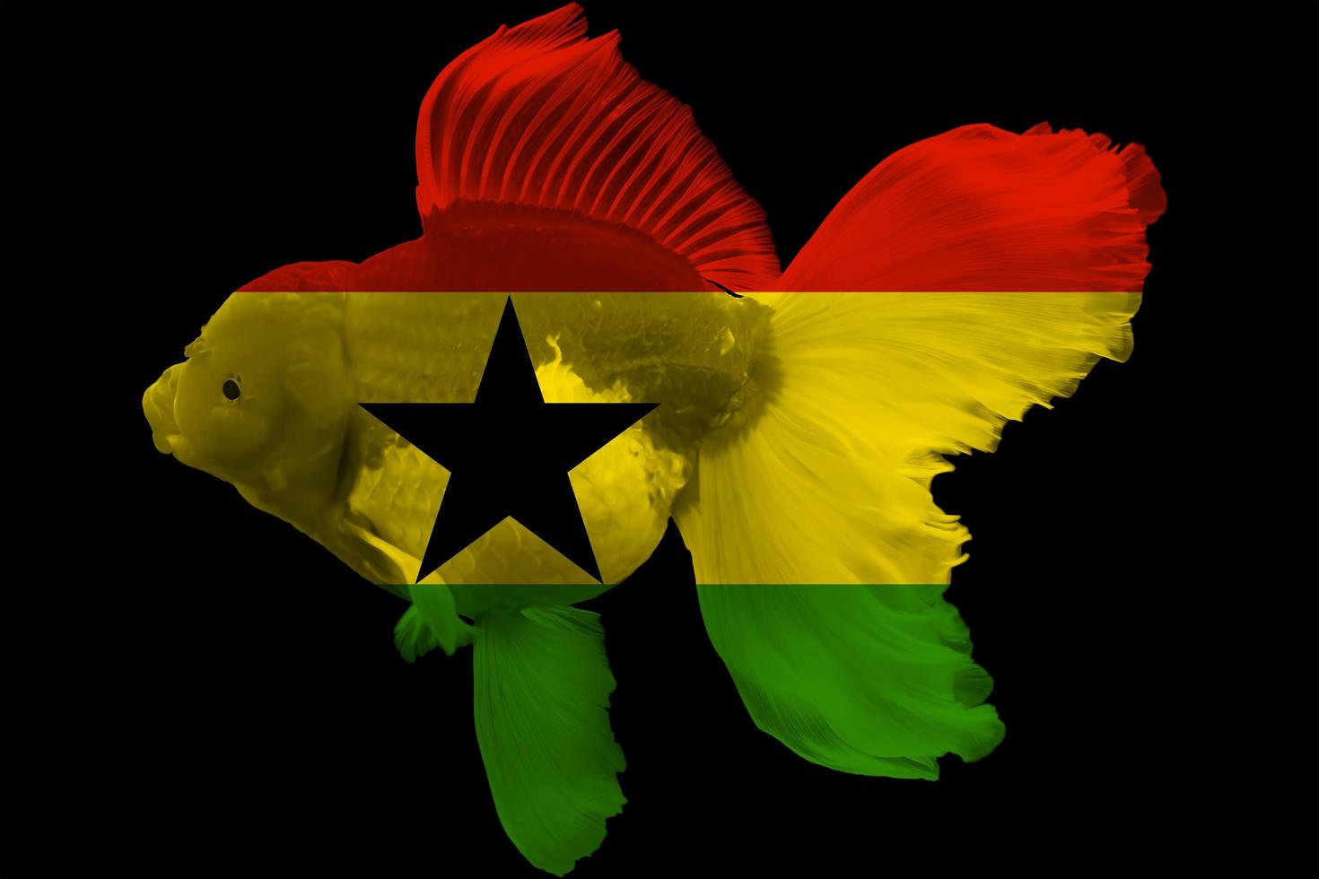 drapeau du ghana sur le poisson rouge photo