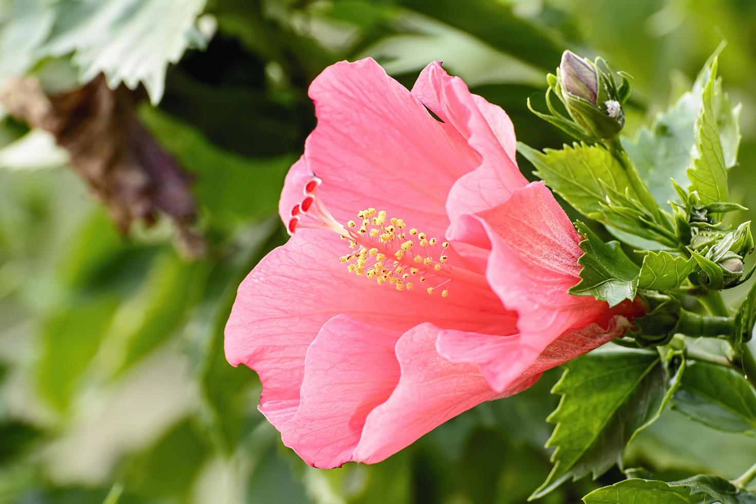l'hibiscus est un genre de plantes à fleurs de la famille des mauves, les malvaceae. photo