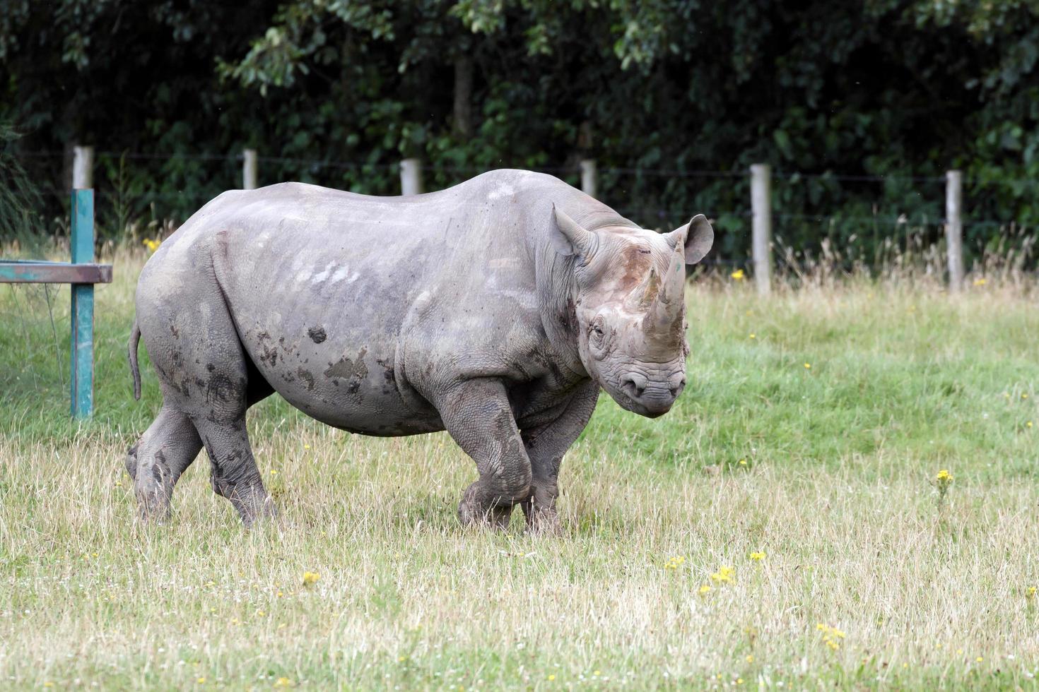 Bekesbourne, Kent, UK, 2014. rhinocéros noir ou rhinocéros à lèvres crochues photo