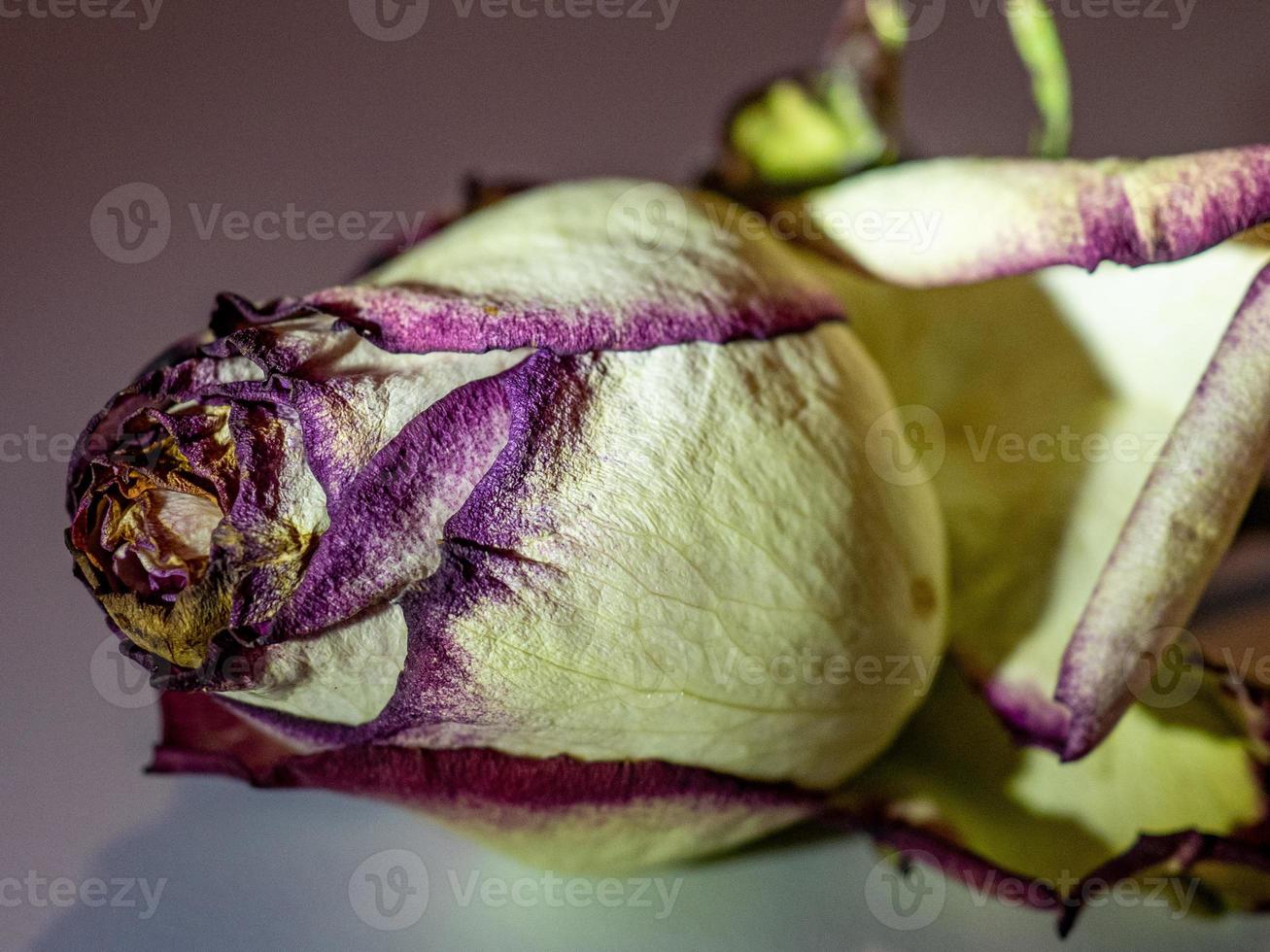 roses qui fleurissent au soleil au début de l'été photo