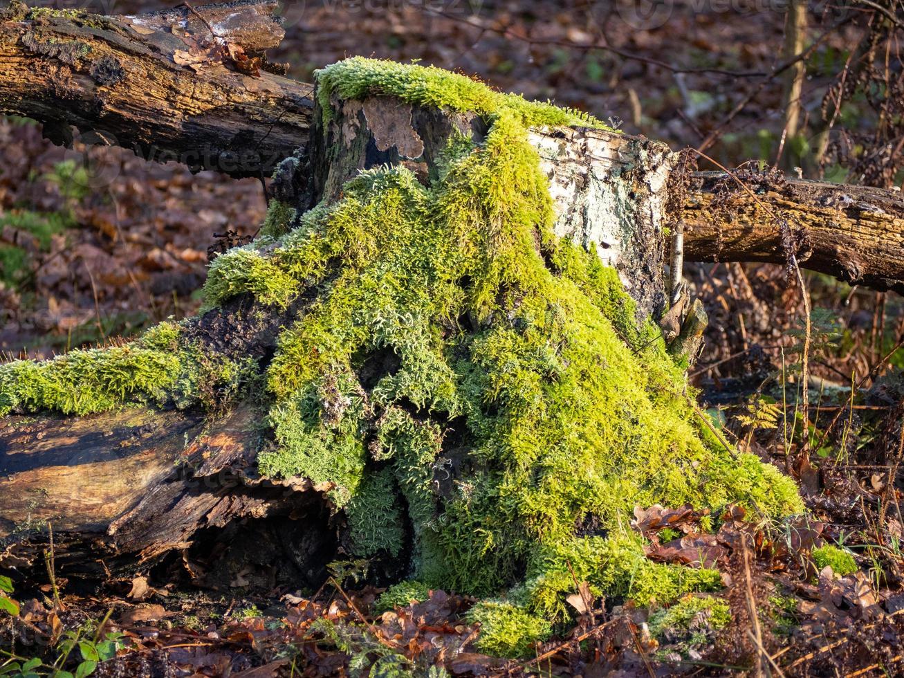 Souche d'arbre recouverte de mousse au soleil d'hiver en forêt photo