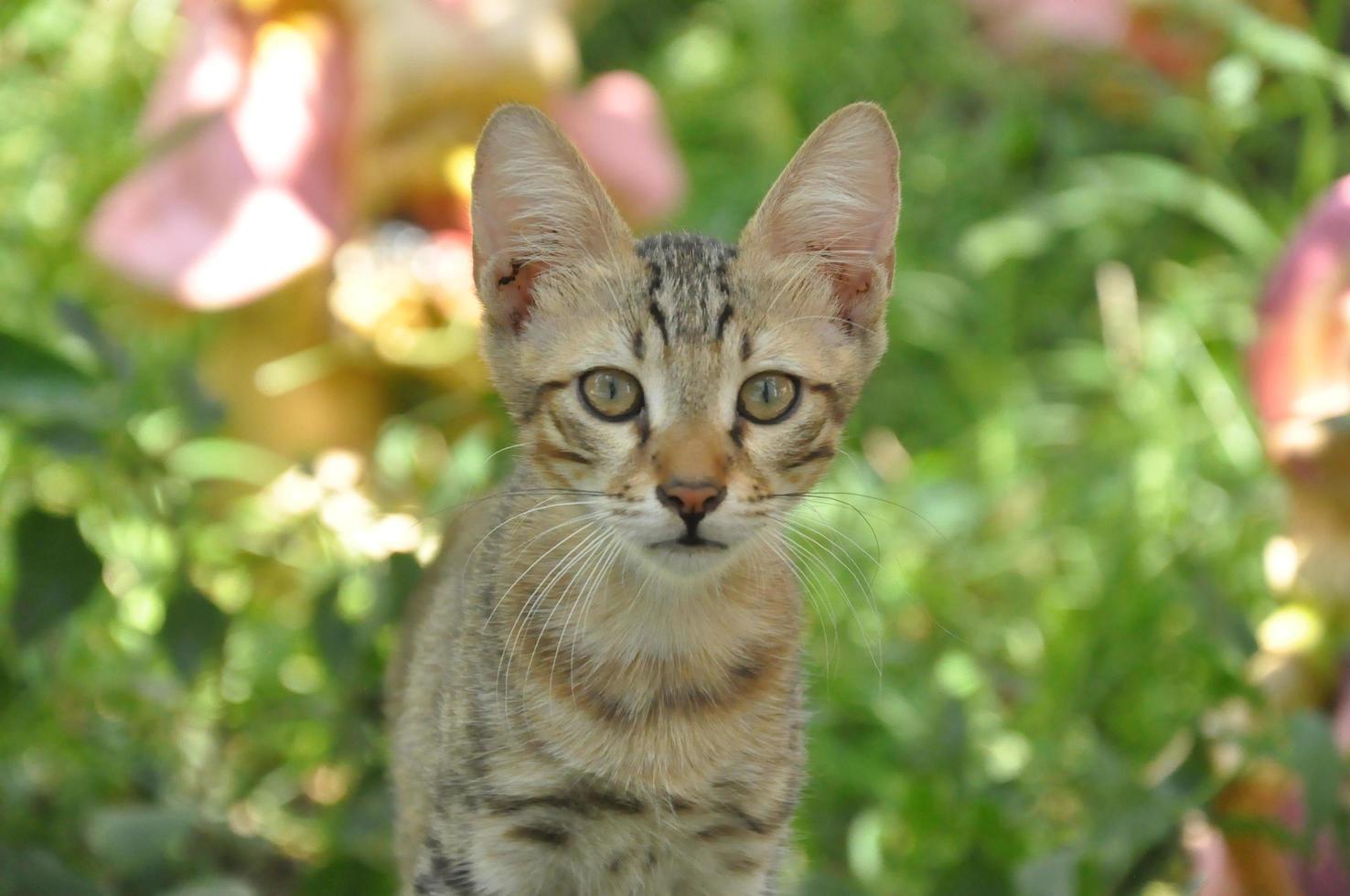 chat gris dessiné unique photo