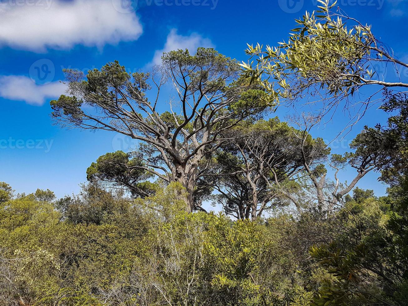 d'énormes arbres sud-africains dans le jardin botanique de Kirstenbosch, au Cap. photo