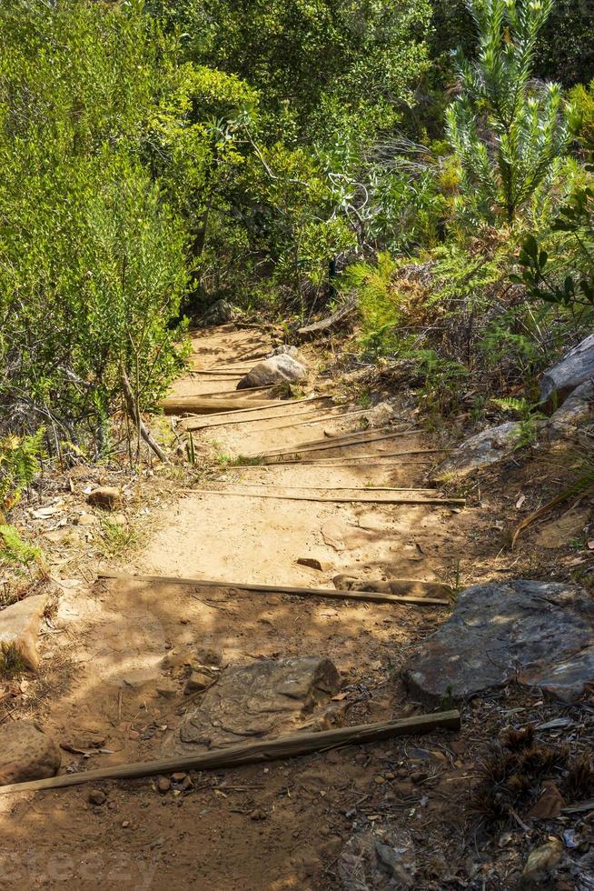 Sentier de randonnée dans la forêt du jardin botanique national de Kirstenbosch. photo