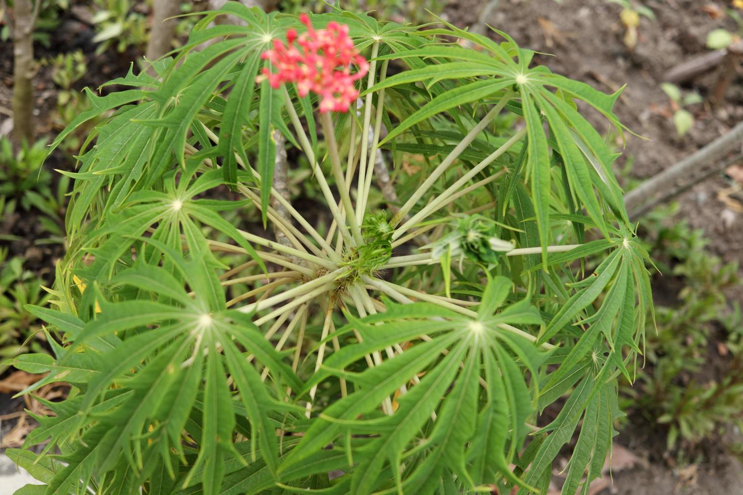 haut arbre de graines de jatropha multifida, branche et feuilles vertes. un autre nom est coral bush, coral plant, physic nut et guatemala rhubarb. photo