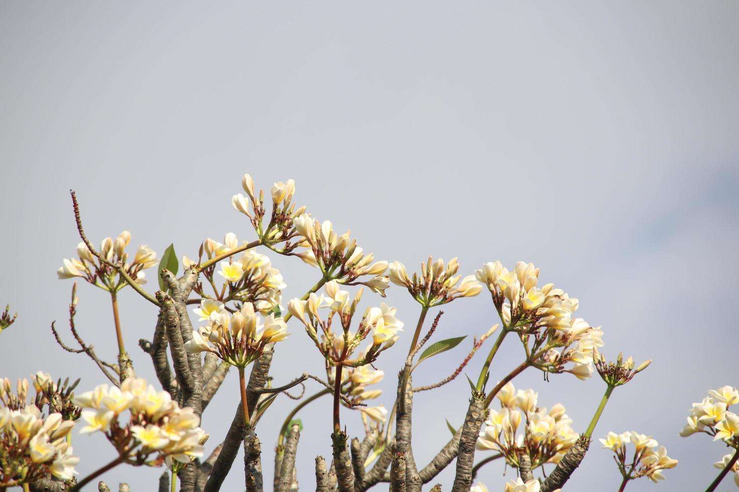 les fleurs de plumeria jaune clair sont sur les branches et le fond du ciel. un autre nom est frangipanier, lunthom, leelawadee. photo