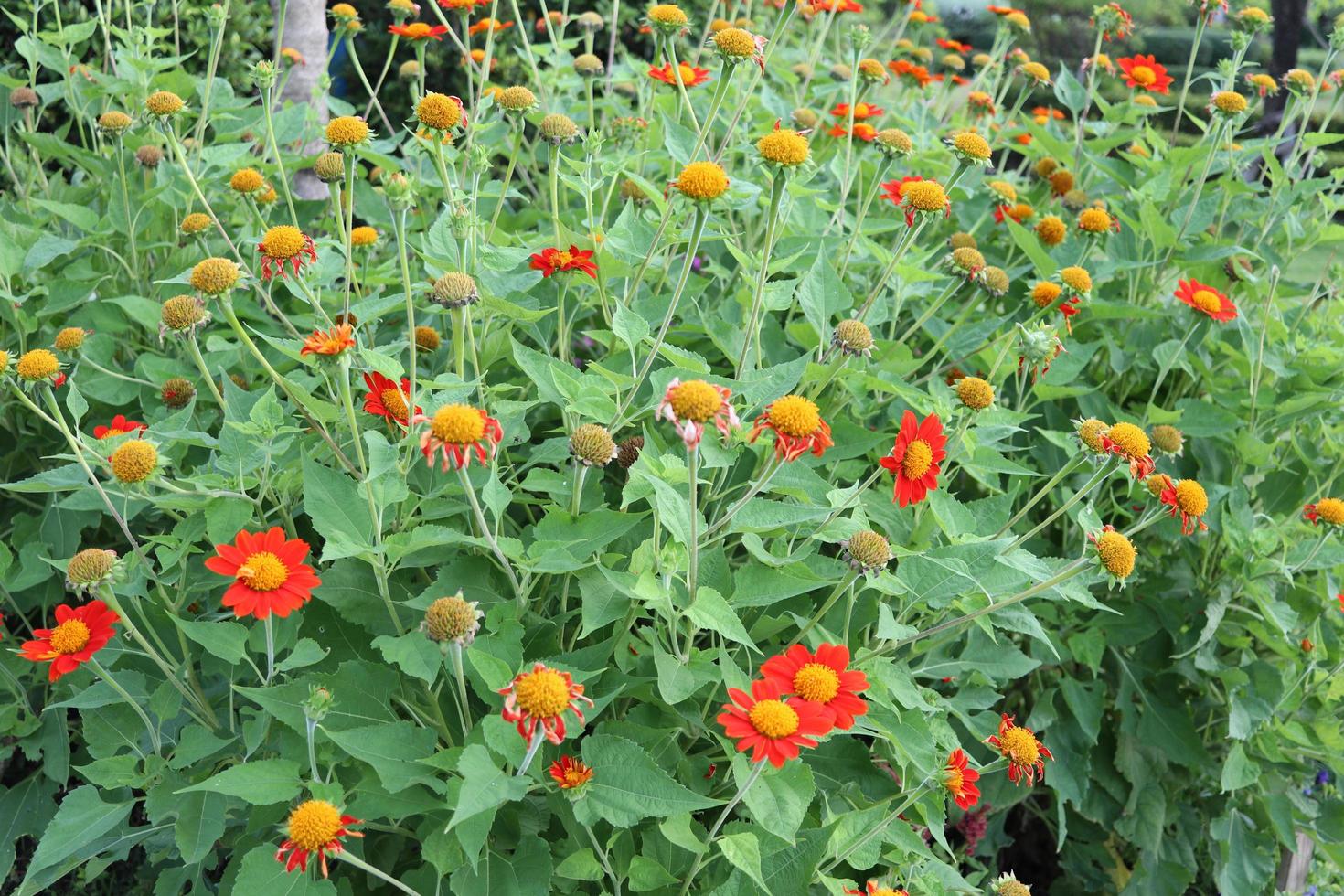 pinceau de tournesol mexicain rouge en fleurs. photo