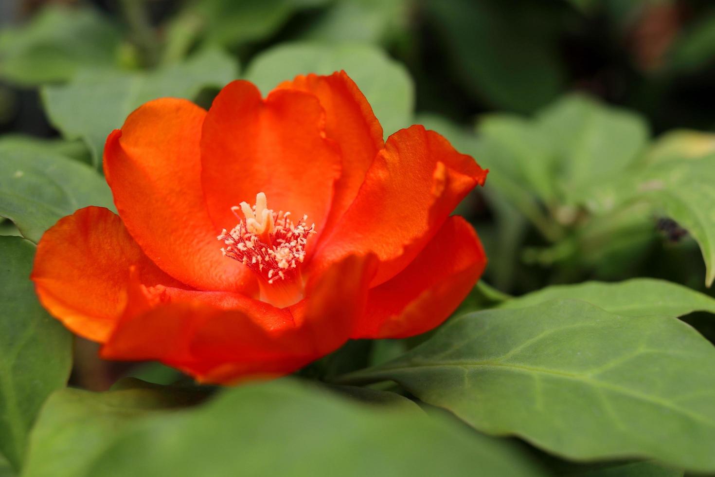 une fleur orange vif de cactus rose ou de rose de cire et un fond de feuilles vertes floues. fleur fleurit petasl ouvert et pollen blanc, thaïlande. photo