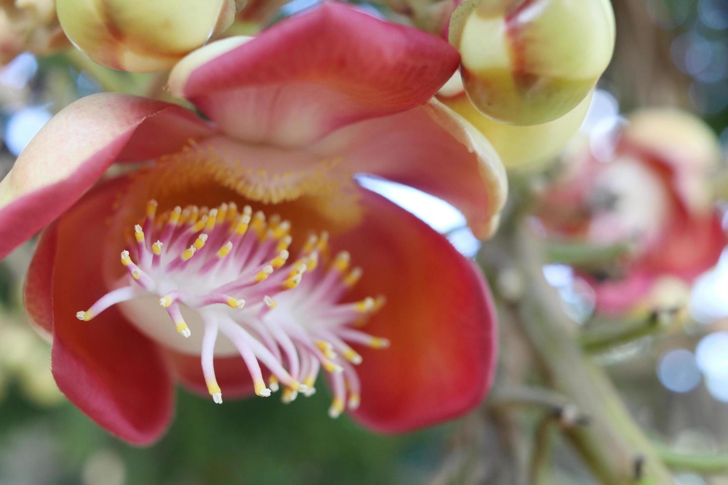 une fleur de boulet de canon fleurit et floue l'arrière-plan. photo