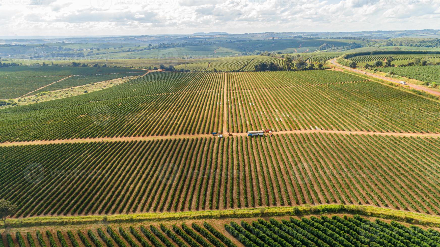 vue aérienne d'une grande ferme brésilienne avec plantation de café. plantation de café au brésil. photo