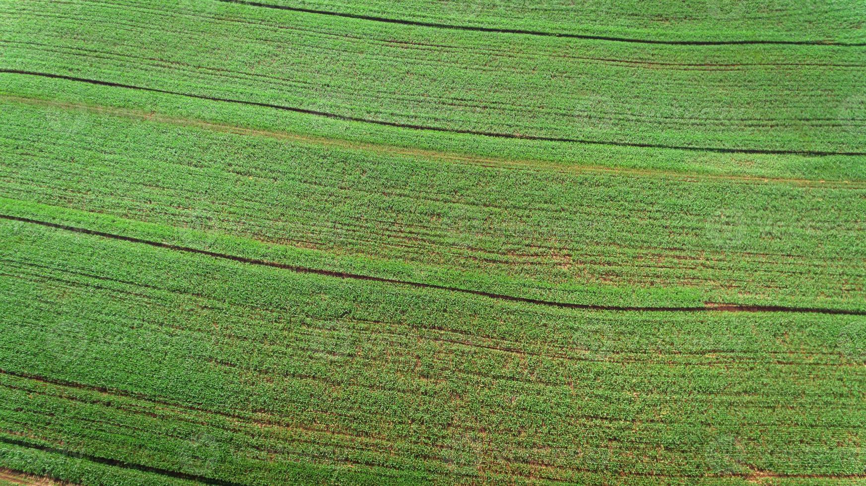 vue aérienne du champ de plantation de canne à sucre avec la lumière du soleil. agricole industriel. photo