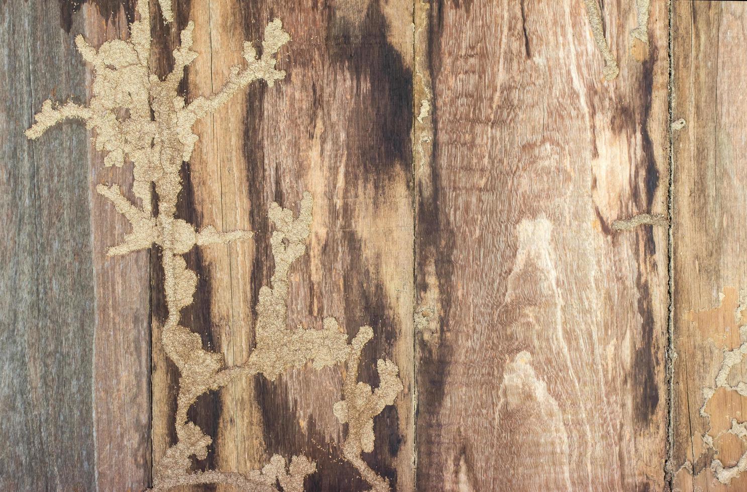 murs, vieux bois termites. photo