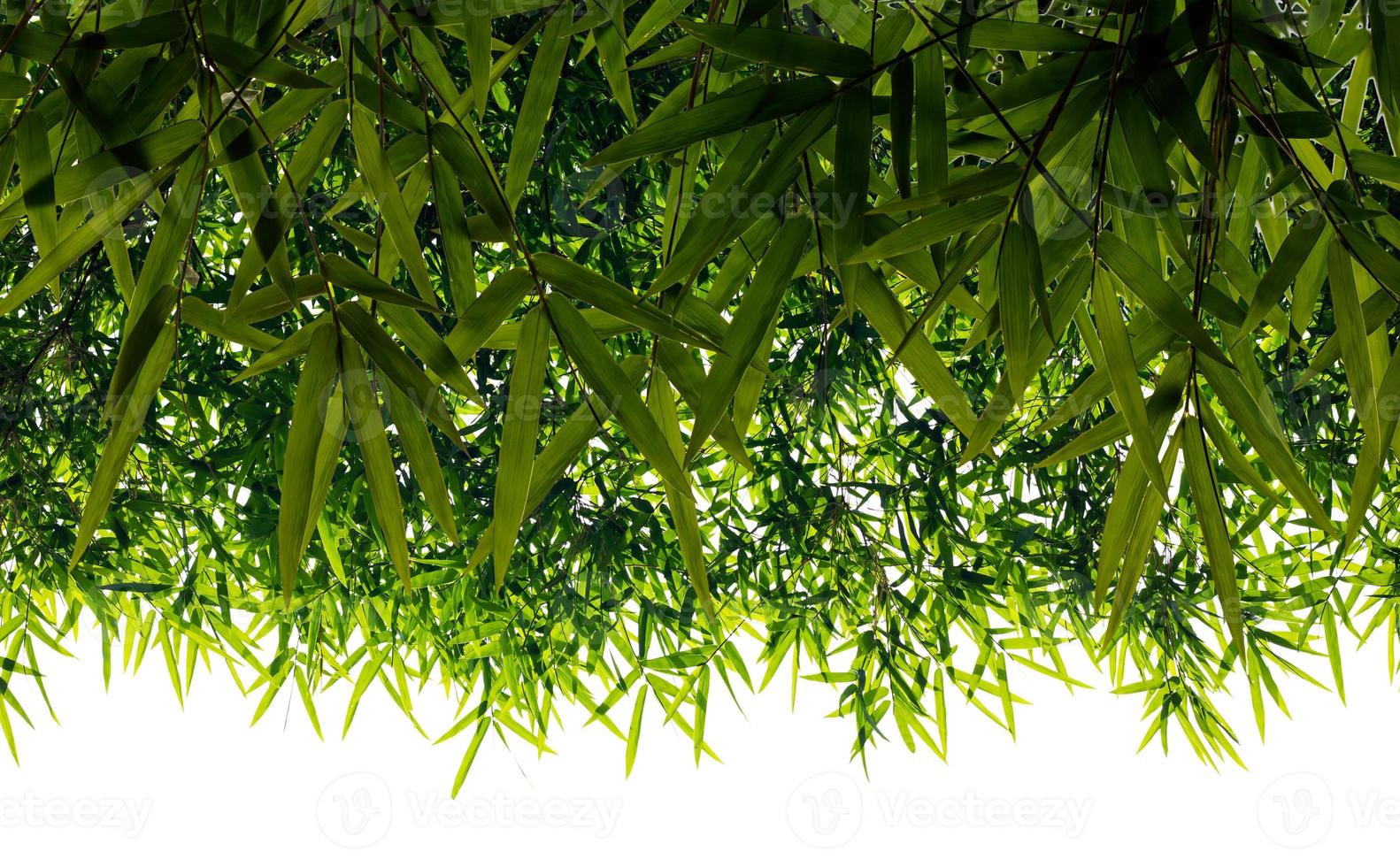 les feuilles de bambou de fond se chevauchent. photo