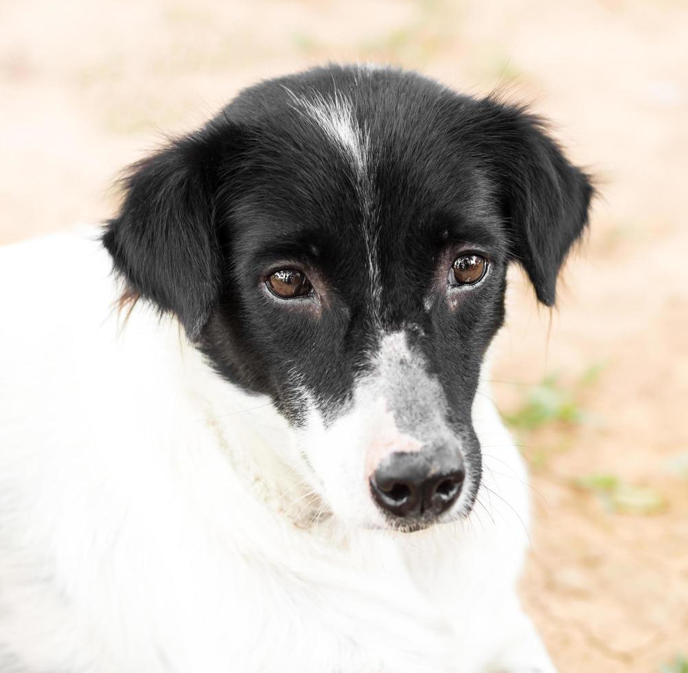 visage de chien thaïlande. photo