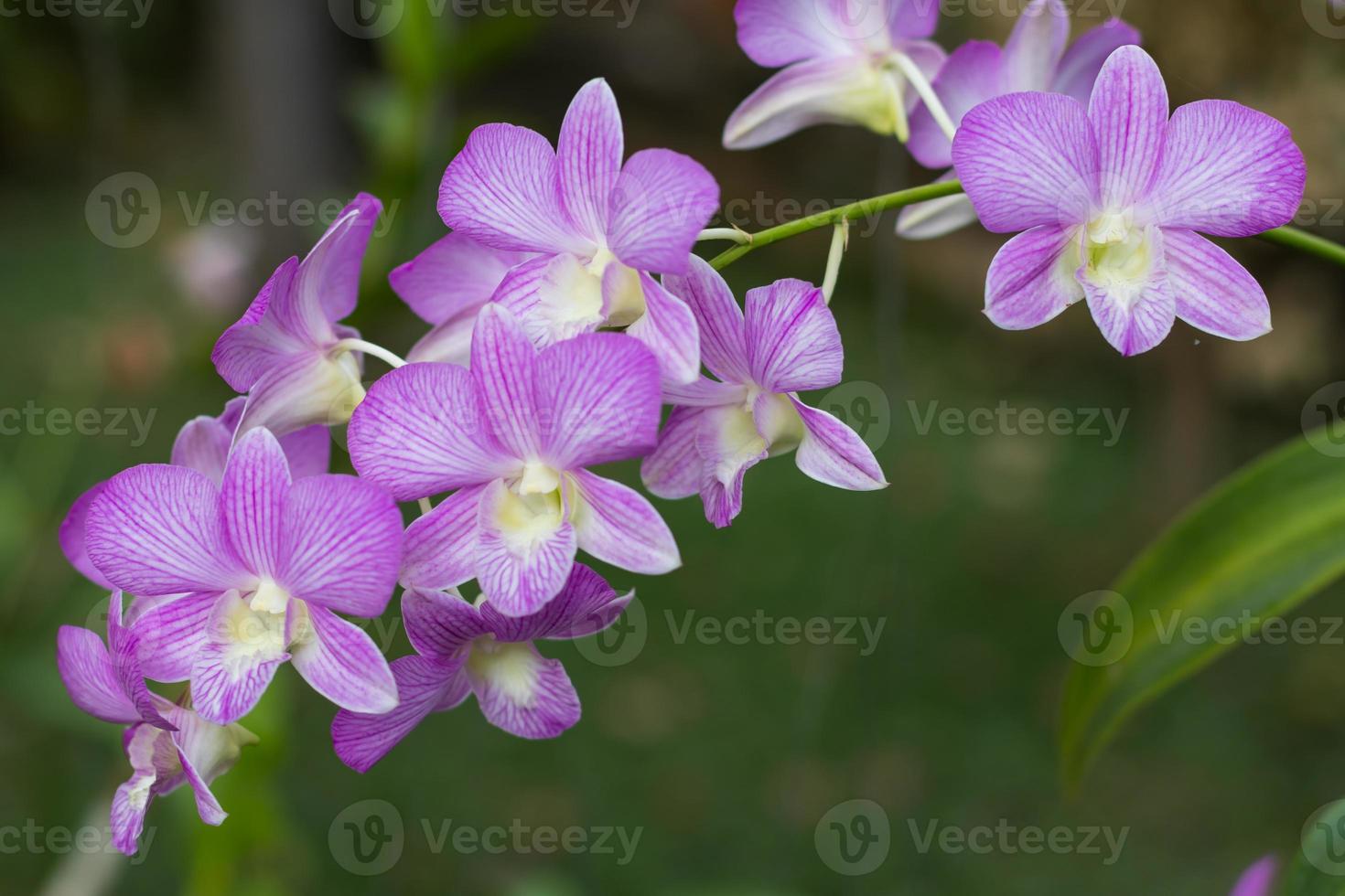 beau bouquet d'orchidées violettes. photo