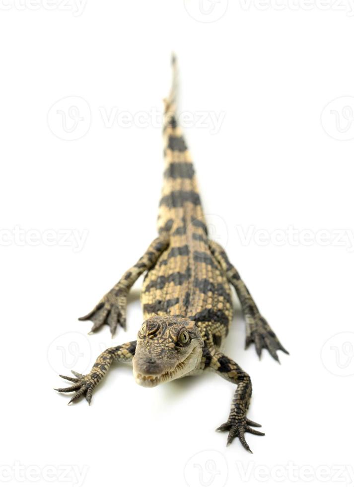 Jeune crocodile sur fond blanc photo