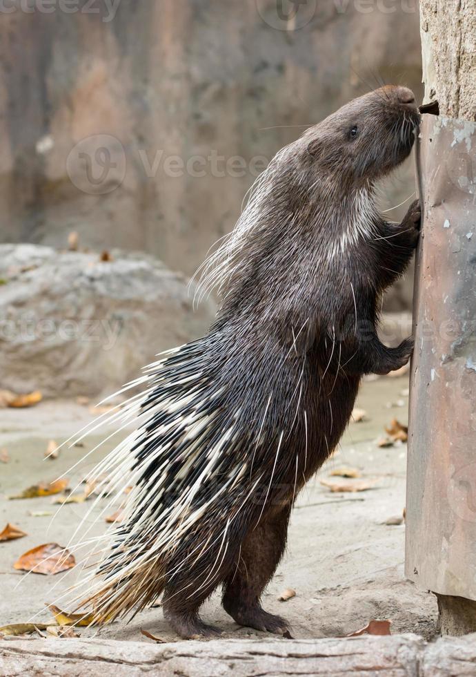 porc-épic malais, porc-épic de l'himalaya, gros porc-épic photo