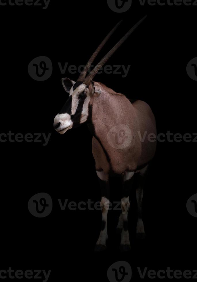 gemsbok ou oryx photo