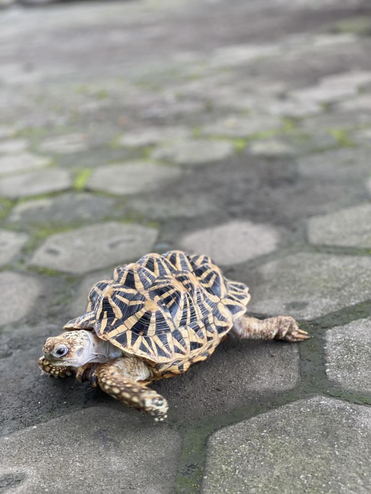 Les étoiles indiennes sont des reptiles très rares, ces animaux sont également classés comme animaux anciens car ils peuvent avoir des centaines d'années. la tortue, qui ne peut vivre que sur terre, ne peut pas vivre dans l'eau. photo