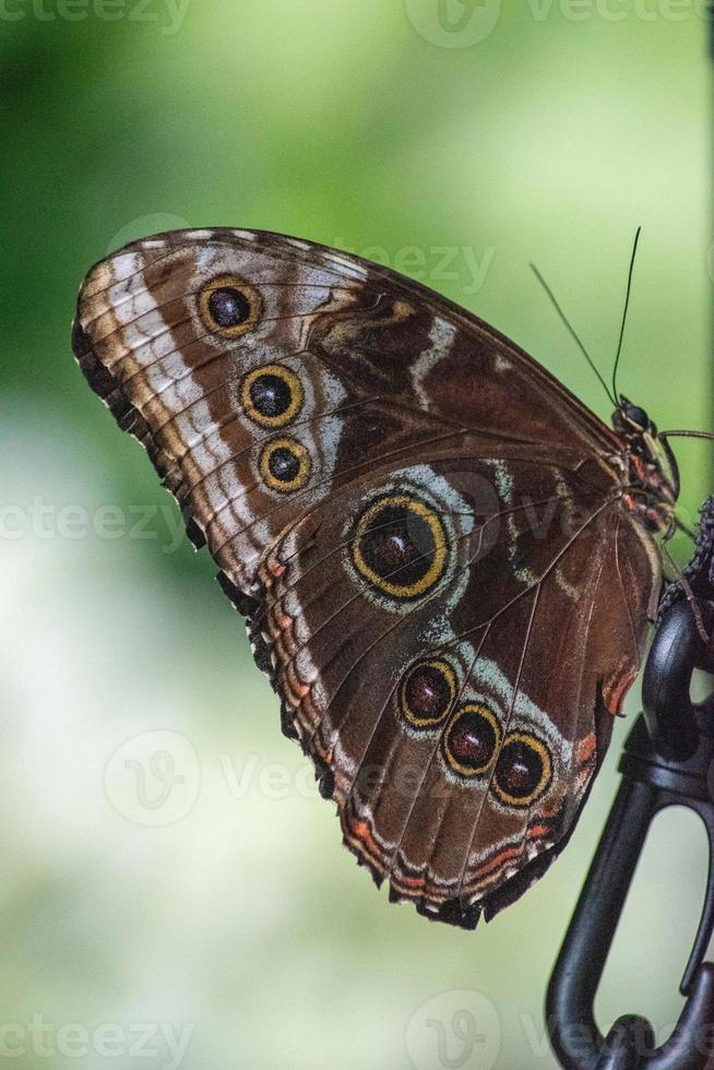 morpho peleides, le morpho bleu peleides, morpho commun ou l'empereur est un papillon tropical irisé que l'on trouve au mexique, en amérique centrale, dans le nord de l'amérique du sud, au paraguay et à trinidad. photo