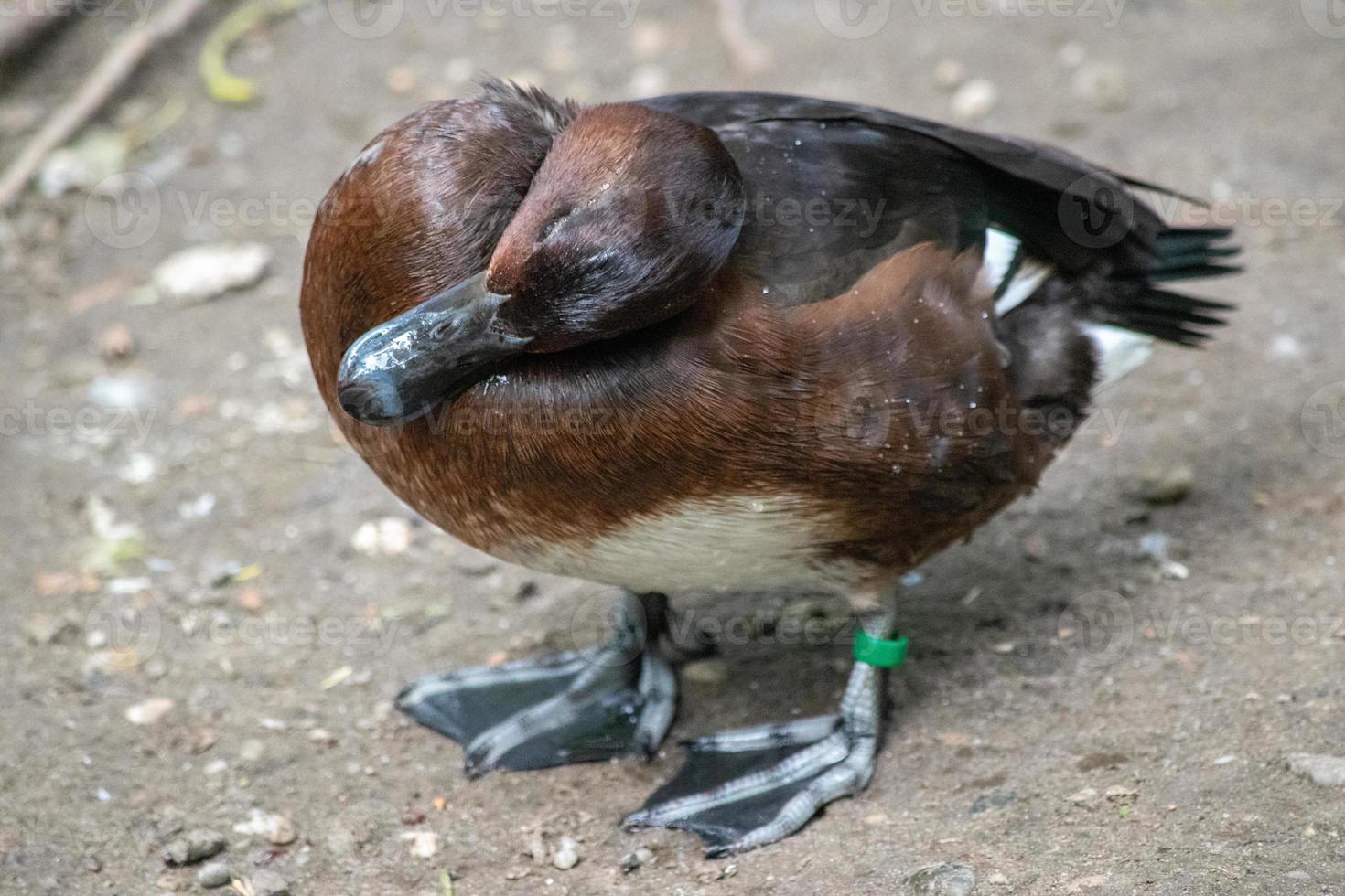 le canard rouilleux, aythya nyroca, habite les lacs et marais d'europe et d'asie. photo