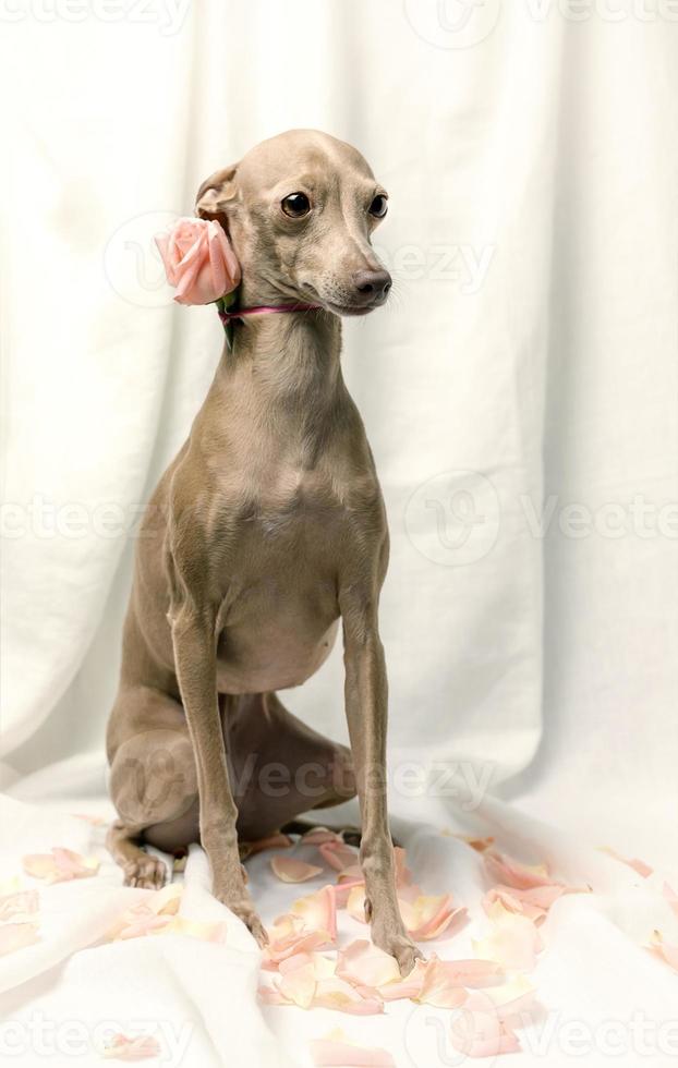 portrait de chien lévrier italien de pure race avec des roses photo