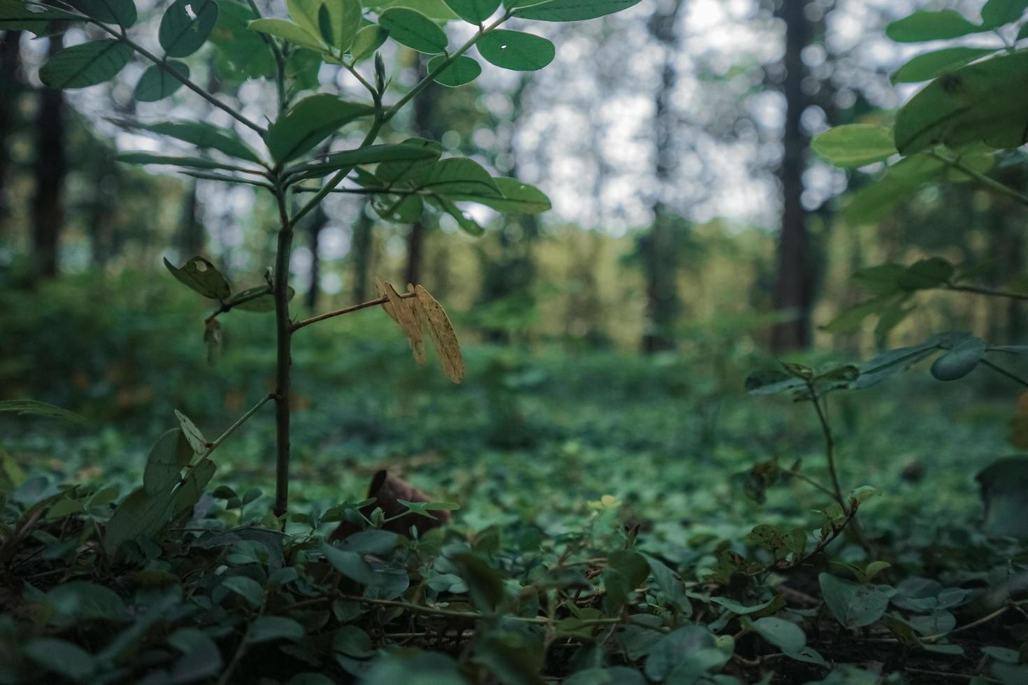 petite plante au milieu de la forêt photo