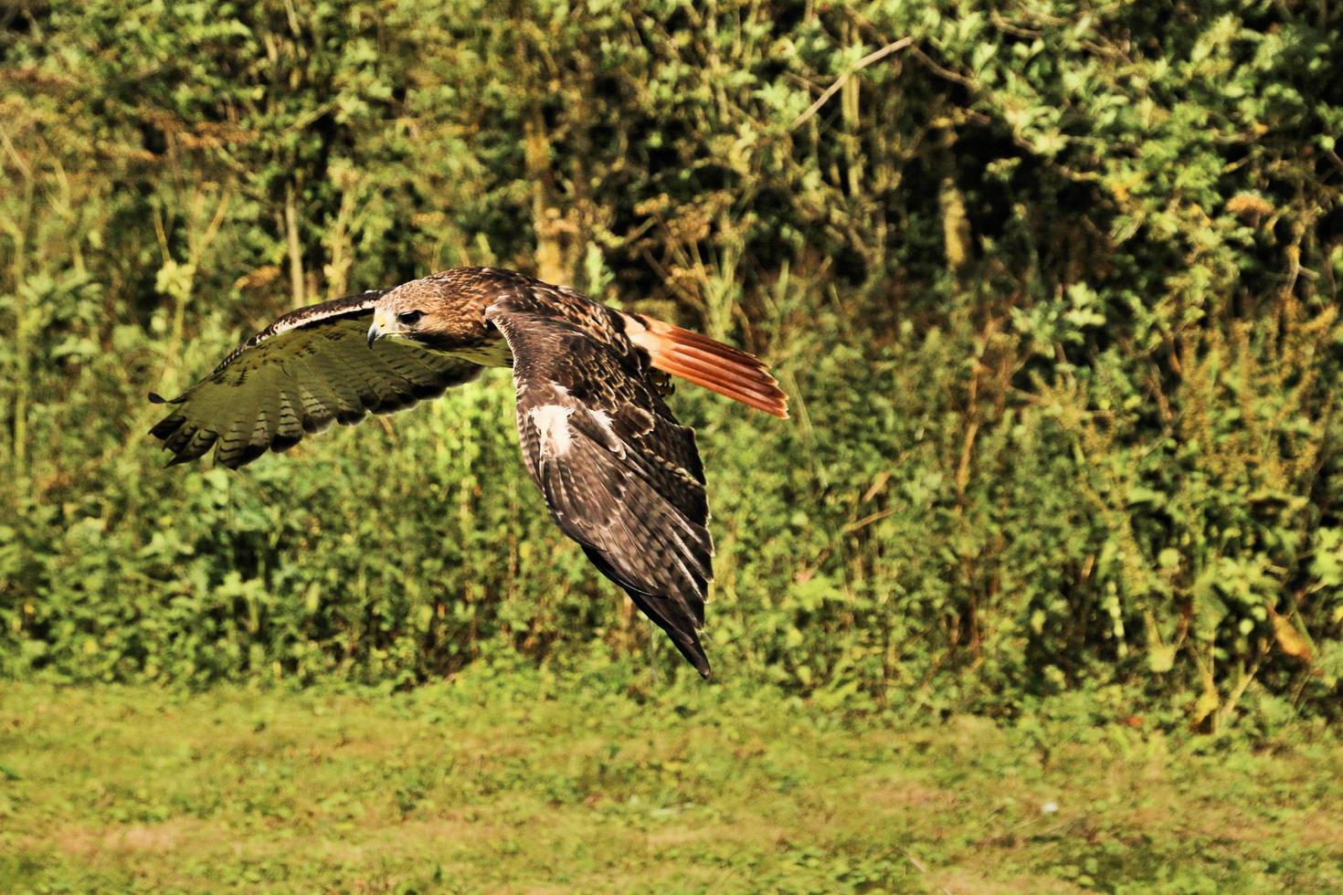 un gros plan d'une buse variable photo