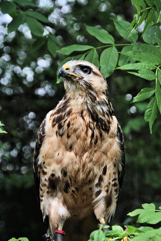 un gros plan d'une buse variable photo