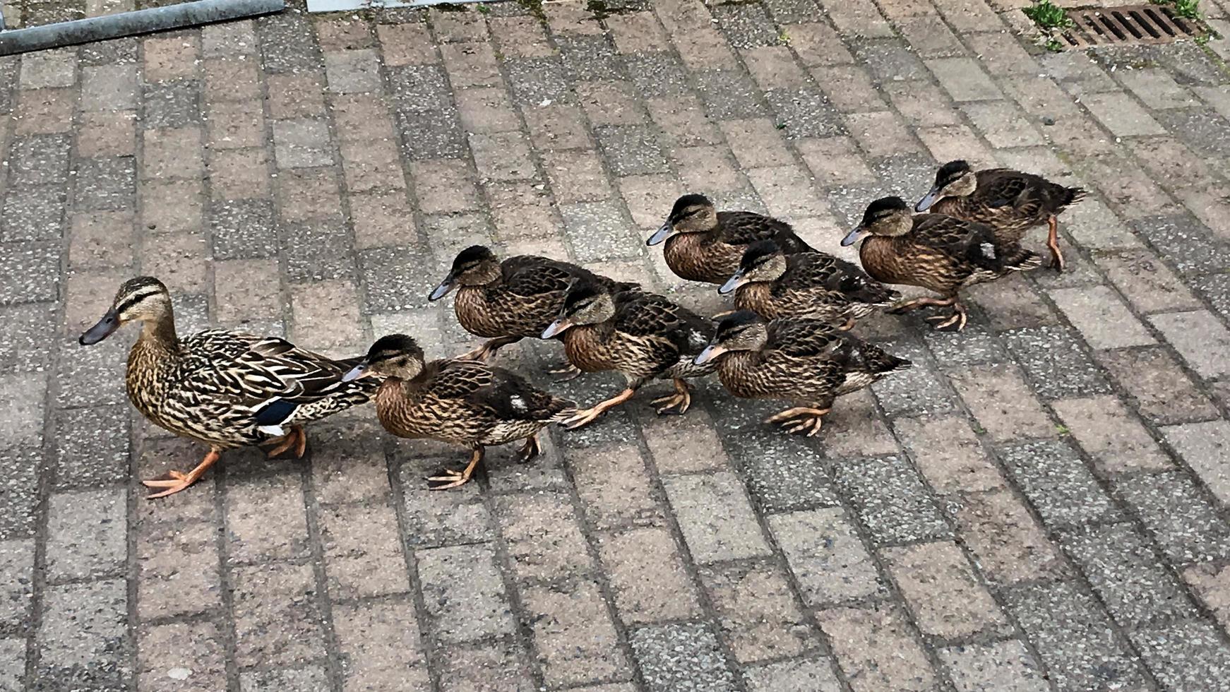 une vue d'un canard colvert photo