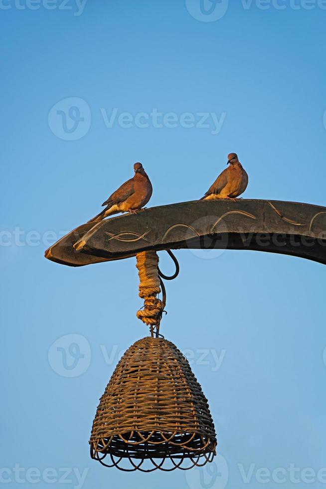 pigeons sur les lampadaires au lever du soleil photo