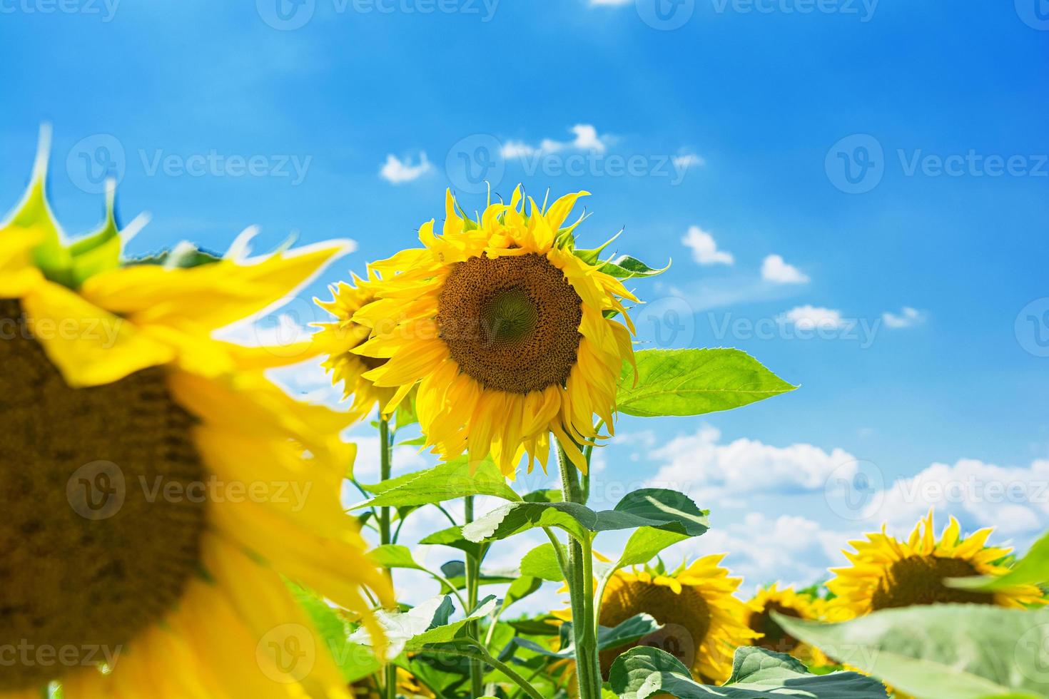 paysage d'été. champ de tournesols sous le ciel bleu photo