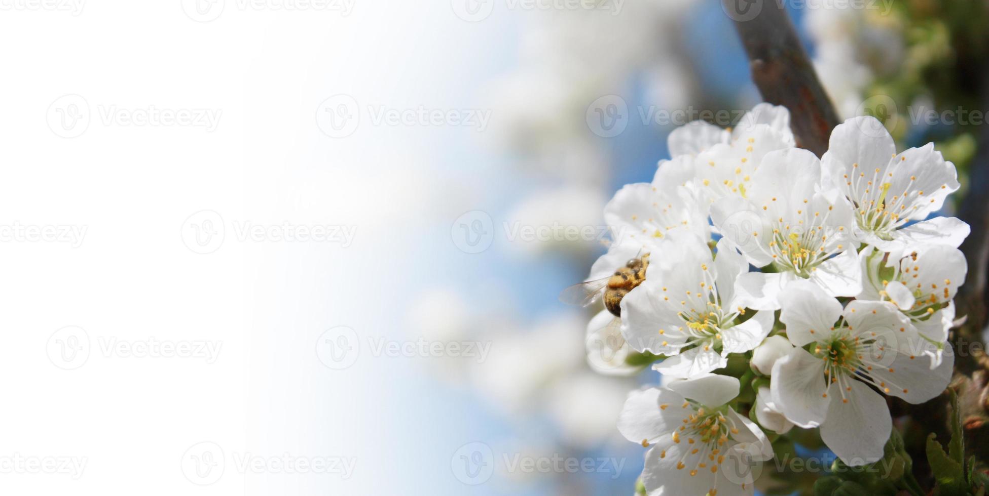 belle branche d'arbre en fleurs au printemps. photo